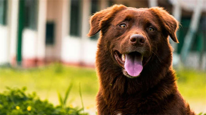 Best Puppy Teething Toys: Safe Choices for Every Age & Breed