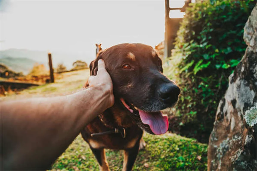 Best Puppy Teething Toys: Safe Choices for Every Age & Breed