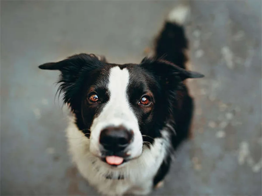 Best Puppy Teething Toys: Safe Choices for Every Age & Breed