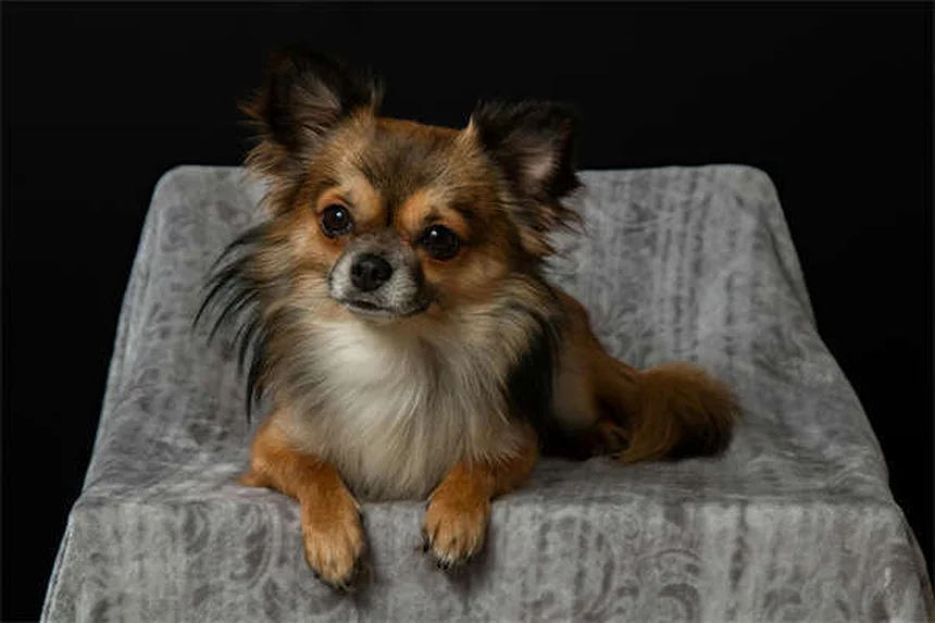 Capstar® for Dogs & Cats: Fast-Acting Flea Treatment Guide