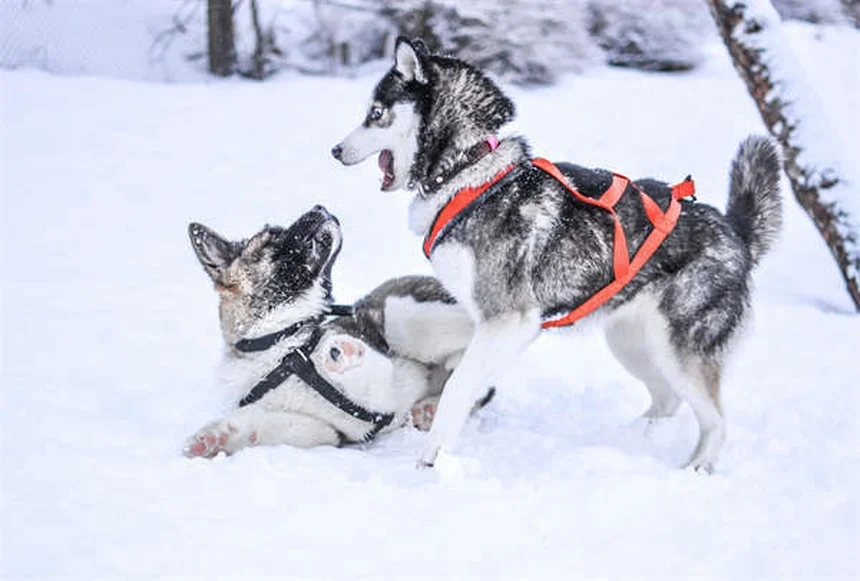 Capstar® for Dogs & Cats: Fast-Acting Flea Treatment Guide