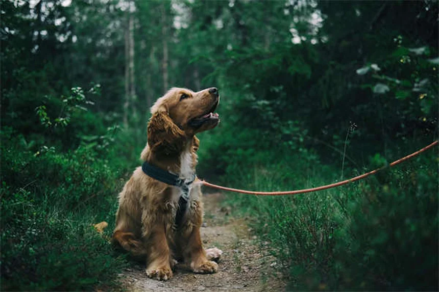 Clostridial Enterotoxicosis in Dogs: Symptoms, Treatment & Prevention