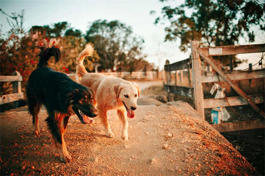 Clostridial Enterotoxicosis in Dogs: Symptoms, Treatment & Prevention