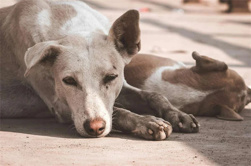 Clostridial Enterotoxicosis in Dogs: Symptoms, Treatment & Prevention