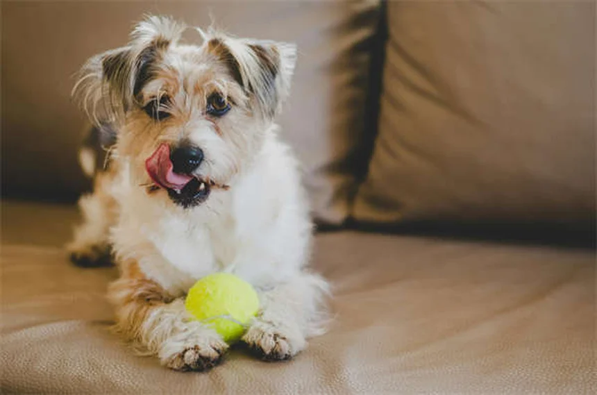 Clostridial Enterotoxicosis in Dogs: Symptoms, Treatment & Prevention