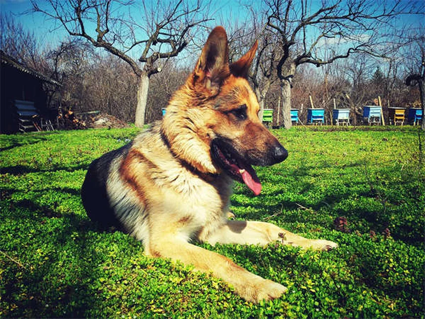 Puppy Socialization 101: How to Raise a Confident Dog in 6 Easy Steps
