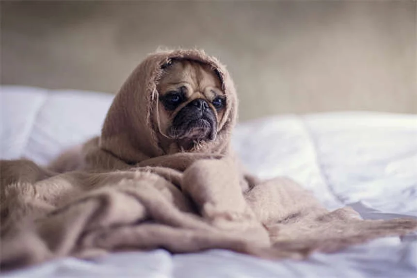 Why Do Adult Cats Suckle Blankets? 5 Surprising Reasons Explained