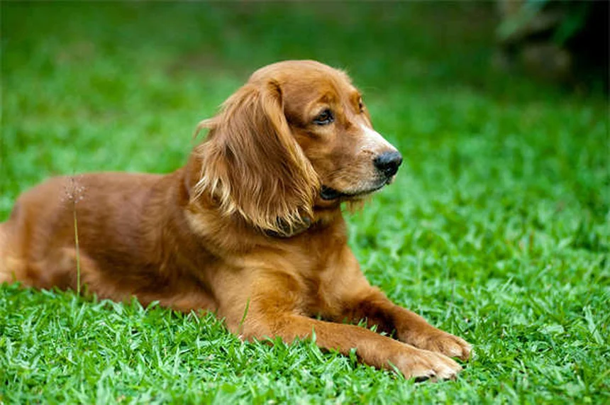 10 Must-Have Puppy Essentials for Your New Fur Baby