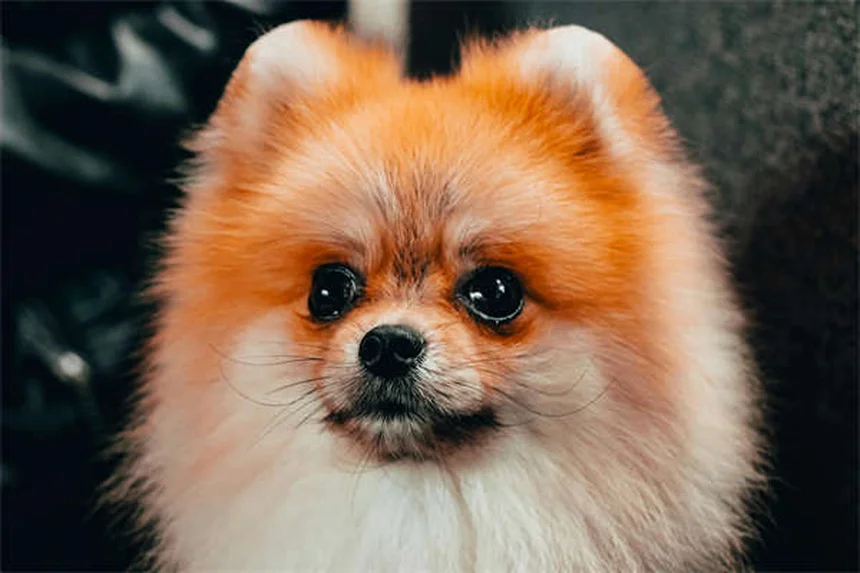 10 Must-Have Puppy Essentials for Your New Fur Baby
