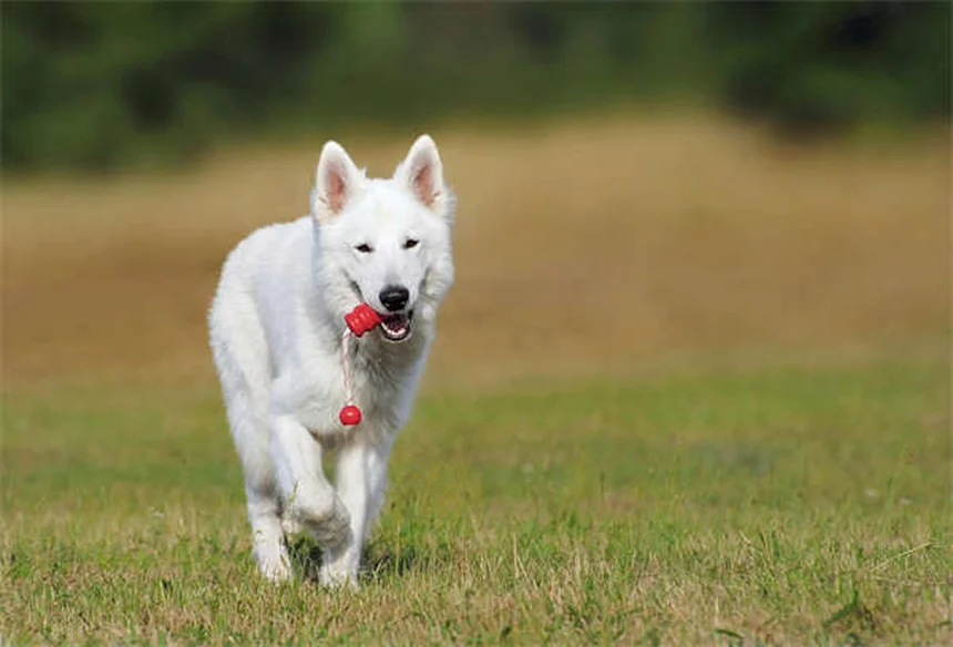 10 Must-Have Puppy Essentials for Your New Fur Baby