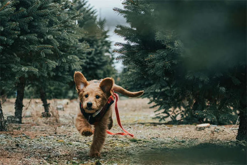 How to Fix Leash Reactivity in Dogs: 5 Proven Training Methods