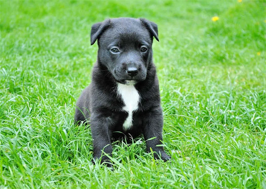 How to Fix Leash Reactivity in Dogs: 5 Proven Training Methods