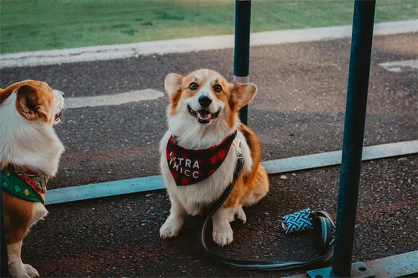 6 Proven Ways to Reduce Your Pet's Gas Naturally