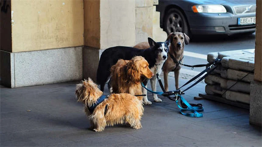 6 Proven Ways to Reduce Your Pet's Gas Naturally