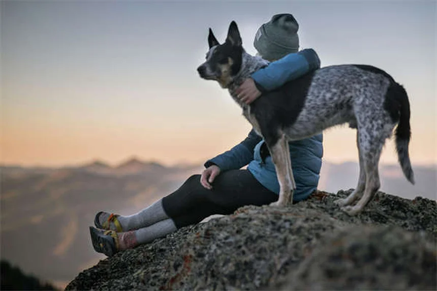 Best Dog Anxiety Medications: What Works & When to Use Them