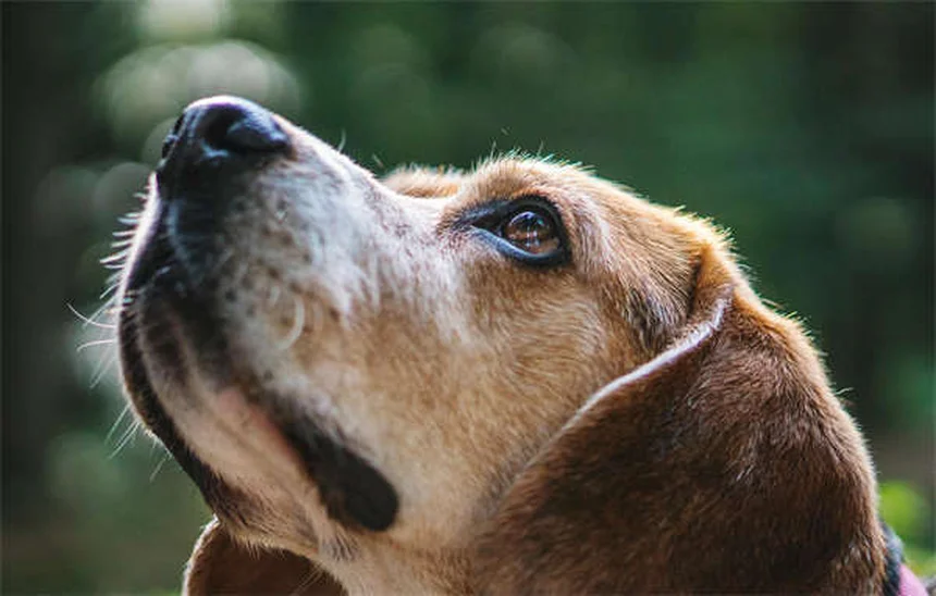 Best Dog Anxiety Medications: What Works & When to Use Them