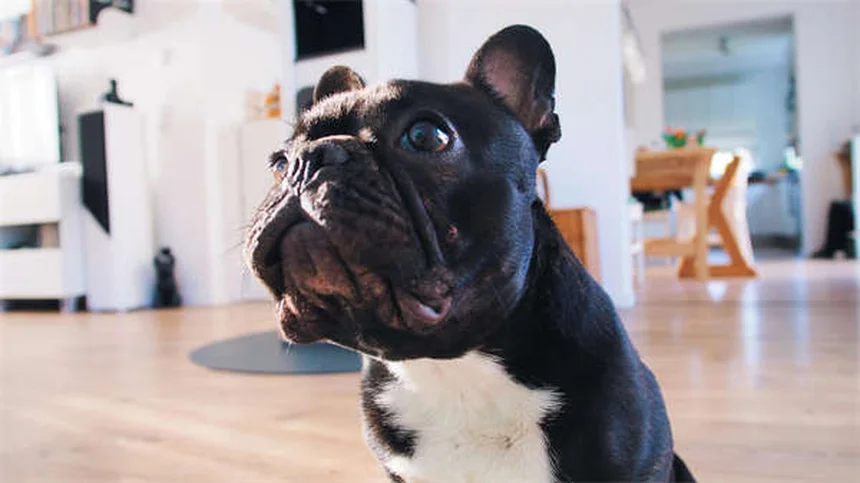 Essential Oils for Dogs: Safe Flea & Tick Treatment or Hidden Danger?