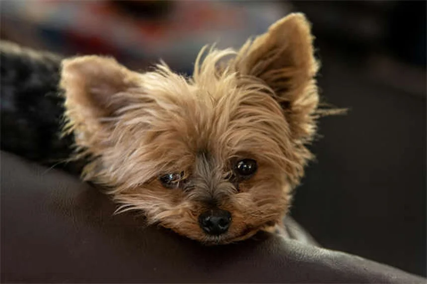 Essential Oils for Dogs: Safe Flea & Tick Treatment or Hidden Danger?