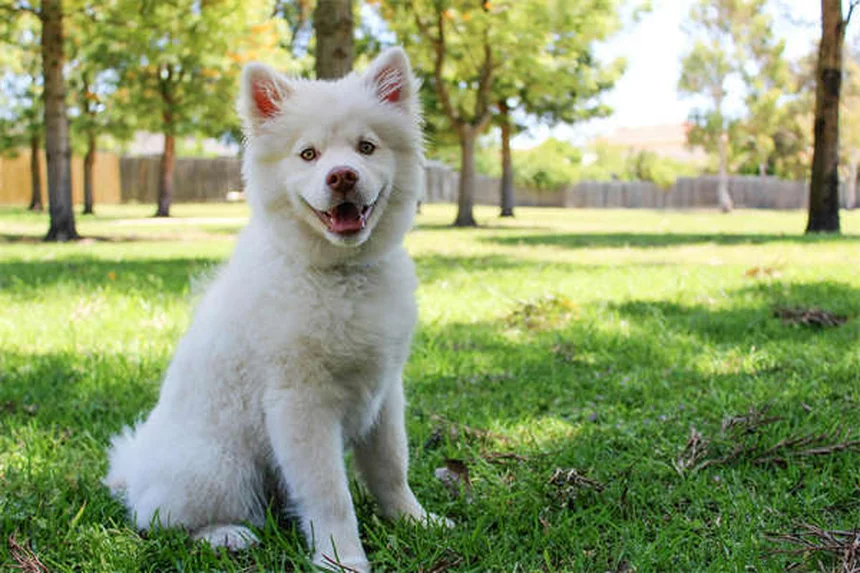 Essential Oils for Dogs: Safe Flea & Tick Treatment or Hidden Danger?