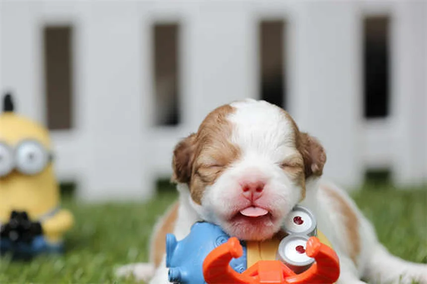 Essential Oils for Dogs: Safe Flea & Tick Treatment or Hidden Danger?