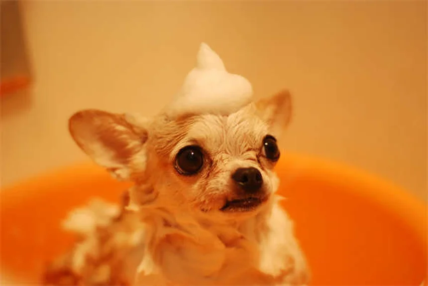 Chinchilla Heat Stress: 5 Warning Signs & Emergency Cooling Tips