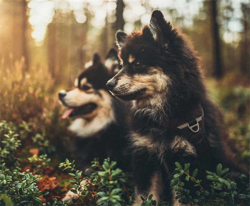 Does Dawn Dish Soap Kill Fleas? The Surprising Truth