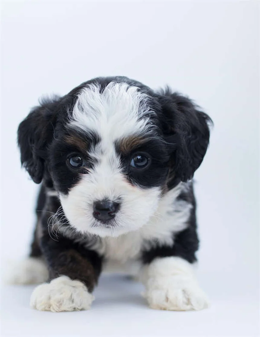 Does Dawn Dish Soap Kill Fleas? The Surprising Truth
