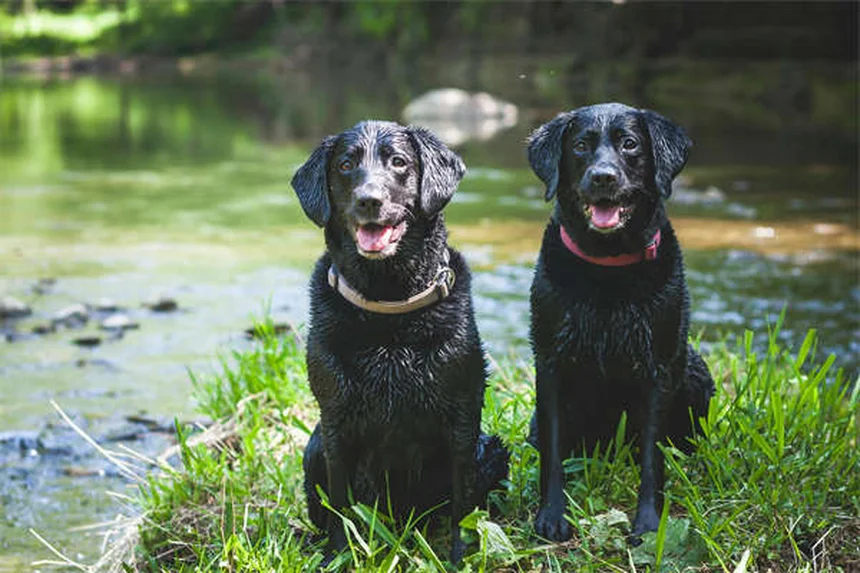 Does Dawn Dish Soap Kill Fleas? The Surprising Truth
