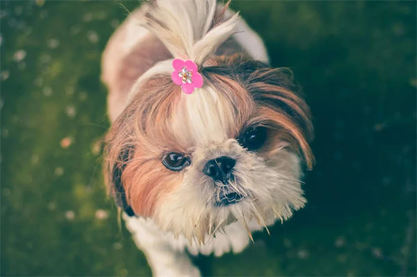 Does Dawn Dish Soap Kill Fleas? The Surprising Truth