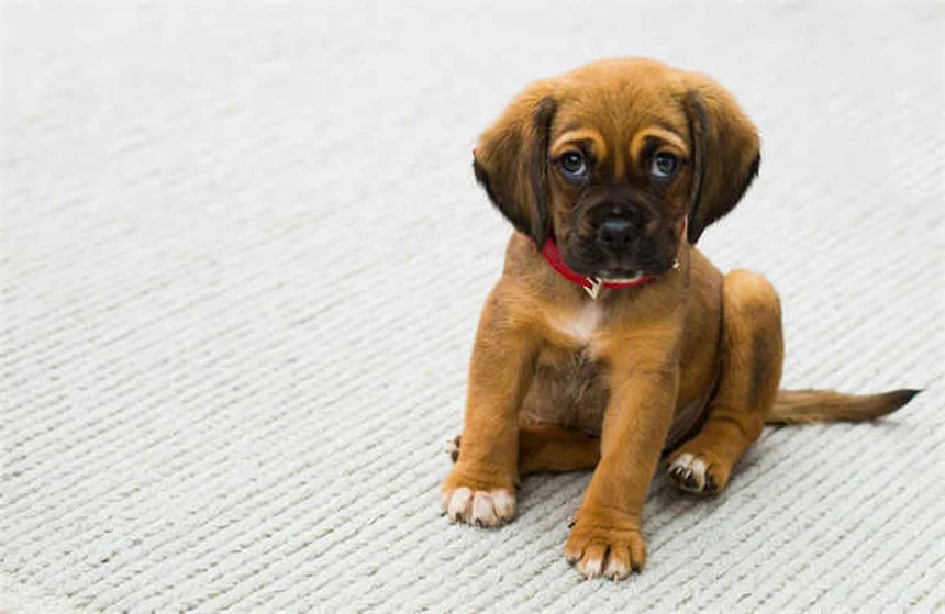 5 Warning Signs Your Cat Has Ticks (And How to Remove Them Safely)