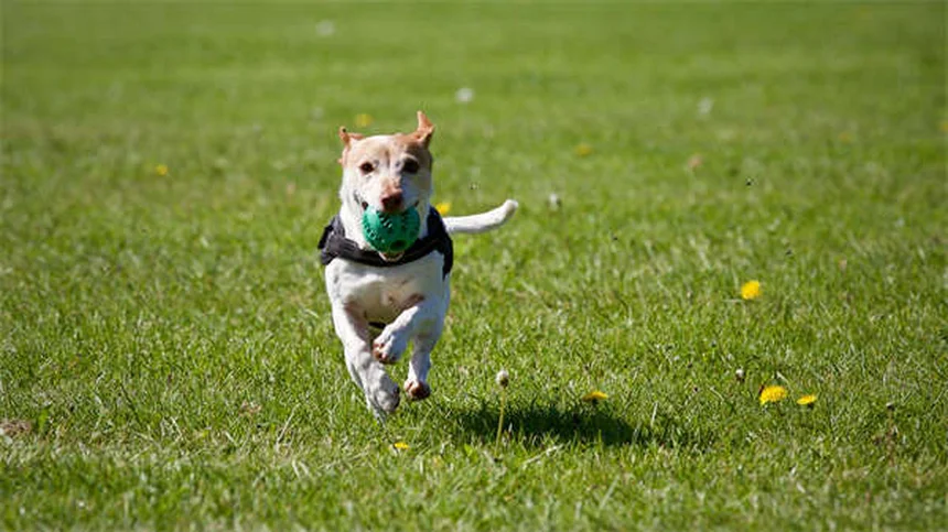 Dog Vaccinations: Essential Shots Every Pet Owner Must Know