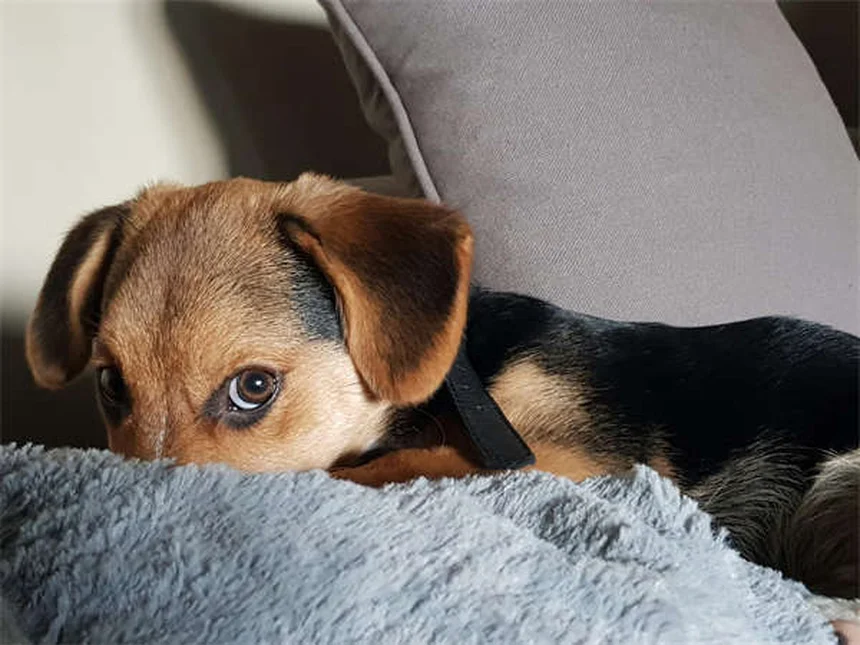 Dog Vaccinations: Essential Shots Every Pet Owner Must Know
