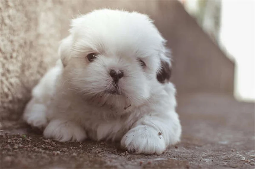 How to Pick Up a Puppy or Kitten Safely: 5 Expert Tips