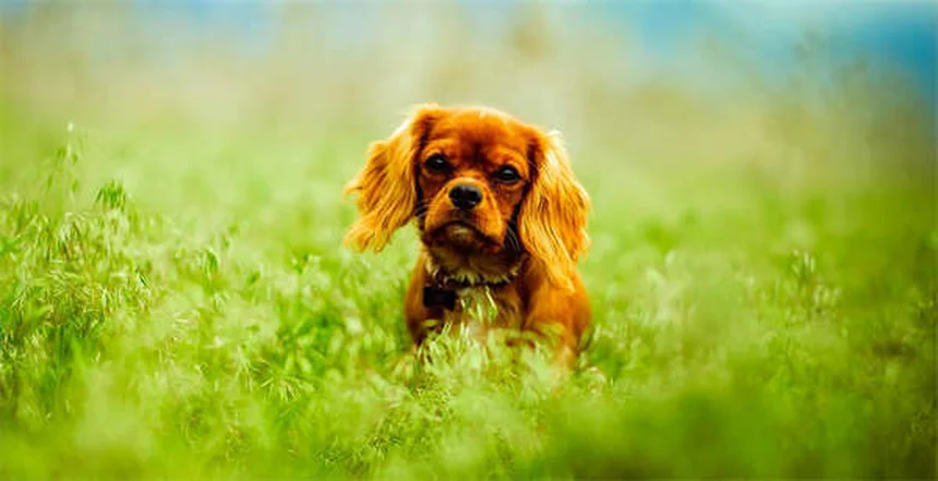 Why Do Cats Bring You Dead Animals? 5 Surprising Reasons