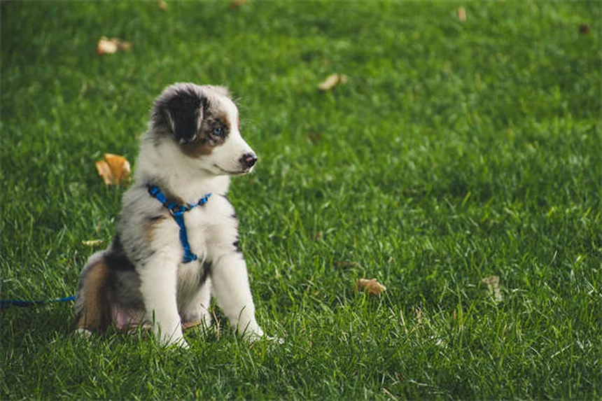 Why Do Cats Bring You Dead Animals? 5 Surprising Reasons