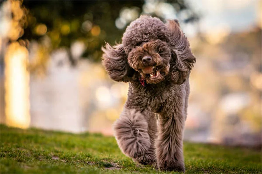 Best Flea and Tick Prevention for Dogs: Keep Your Pup Safe Year-Round