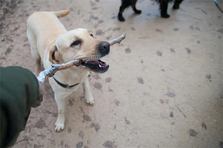 Best Flea and Tick Prevention for Dogs: Keep Your Pup Safe Year-Round