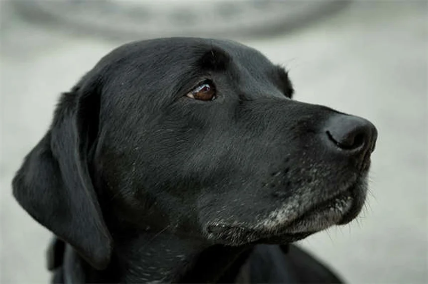 Best Flea and Tick Prevention for Dogs: Keep Your Pup Safe Year-Round