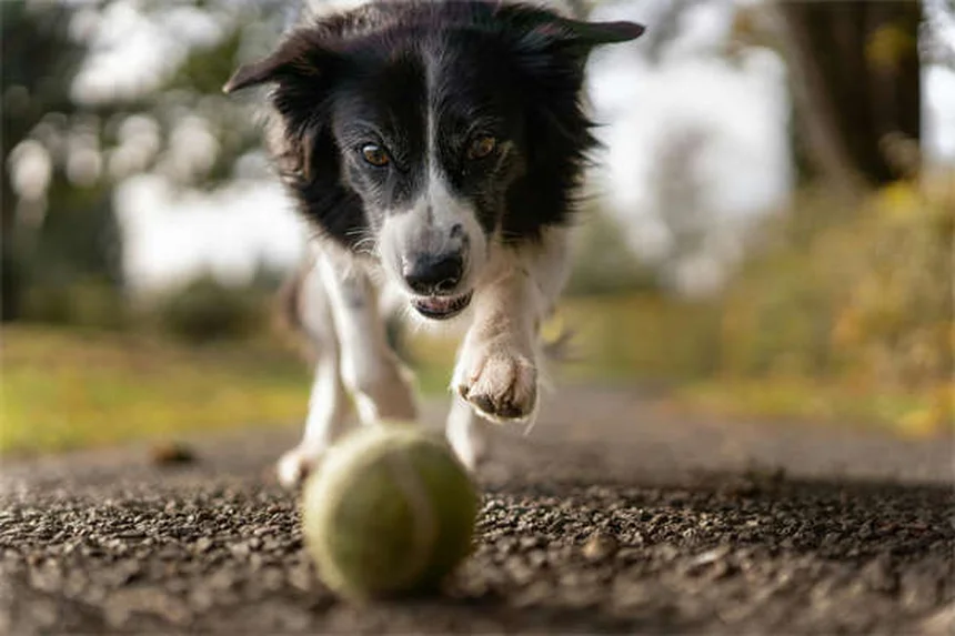 Best Flea and Tick Prevention for Dogs: Keep Your Pup Safe Year-Round