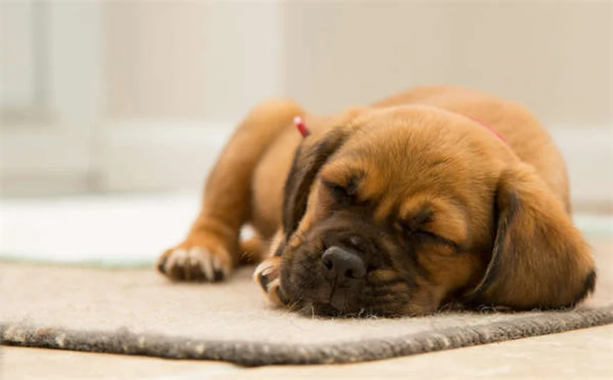 When Does a Pet Become a Senior? The Complete Guide to Senior Pet Care