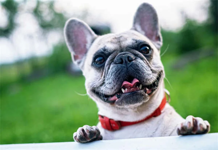 When Does a Pet Become a Senior? The Complete Guide to Senior Pet Care