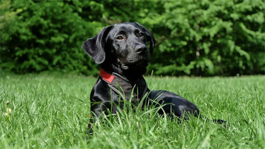 When Does a Pet Become a Senior? The Complete Guide to Senior Pet Care