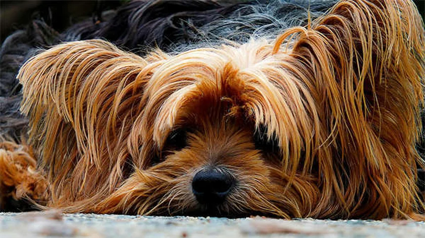 5 Best Tick Prevention for Cats: Keep Your Feline Safe Year-Round