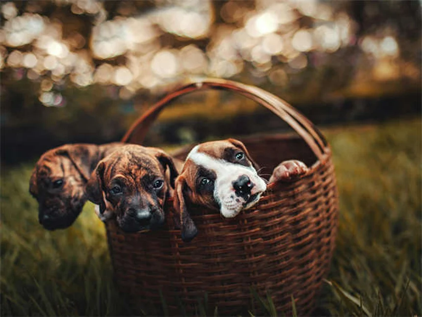 5 Best Tick Prevention for Cats: Keep Your Feline Safe Year-Round