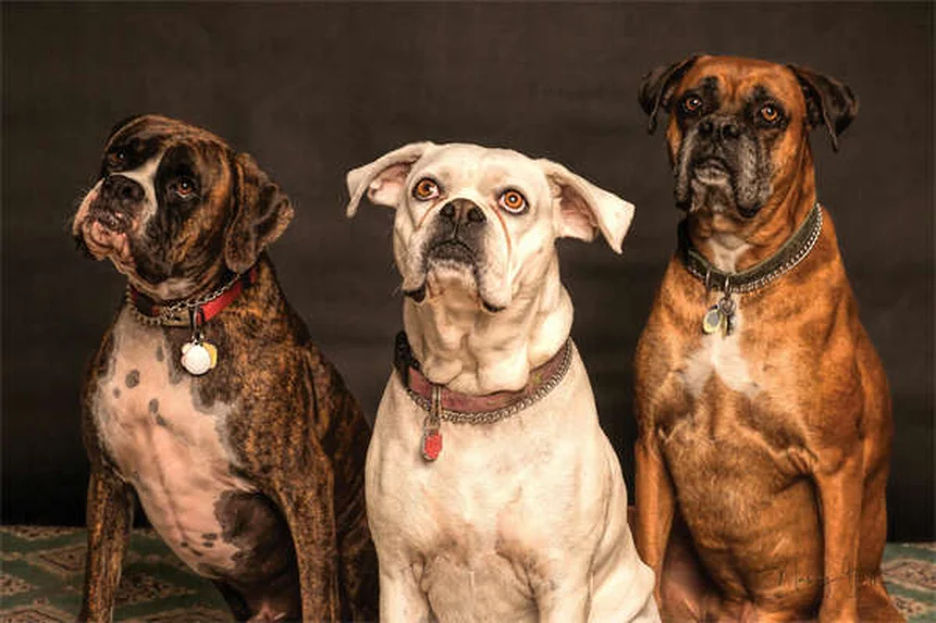 Dog Flea Treatment for Cats: Why It's Deadly & Safe Alternatives