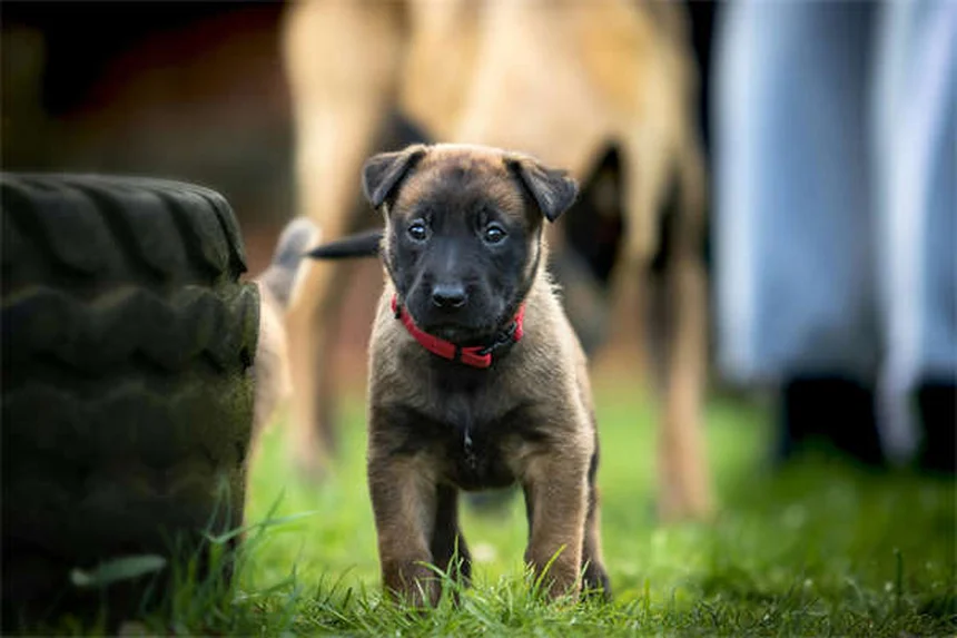 Dog Flea Treatment for Cats: Why It's Deadly & Safe Alternatives