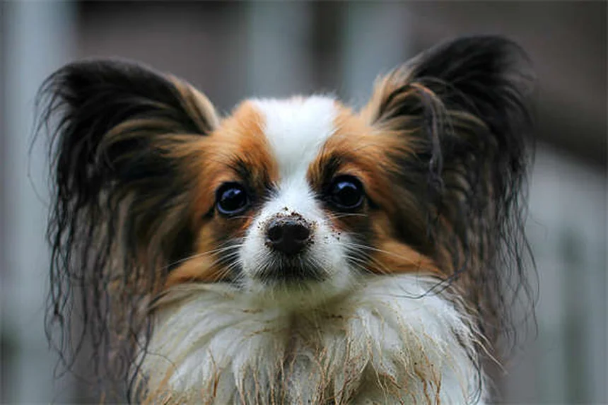 Why Do Dogs Stare at You When They Poop? 5 Surprising Reasons