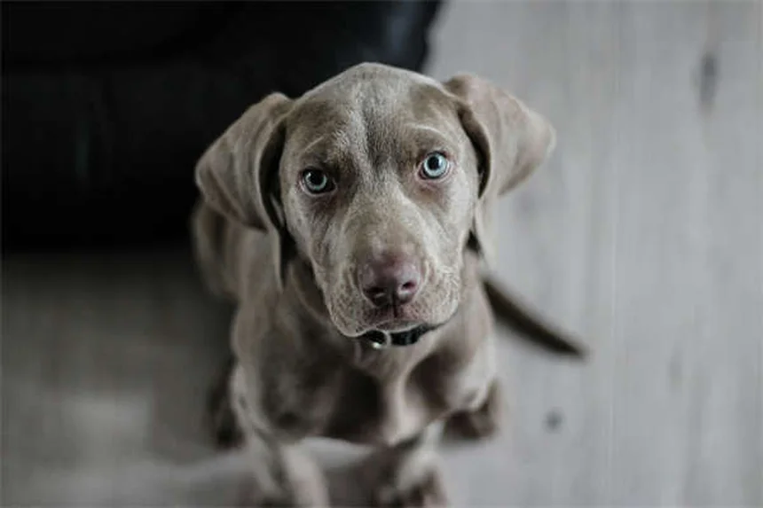 Why Do Dogs Stare at You When They Poop? 5 Surprising Reasons